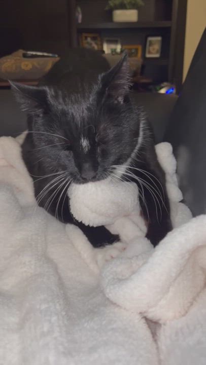 Enlarge Charlie, a Adopted American Shorthair in Odenton, MD video 6/11