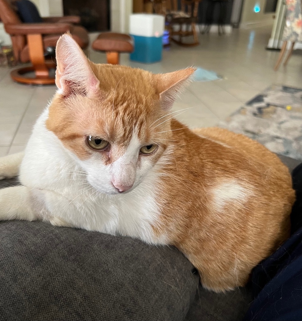 Enlarge Bob, a Adoptable American Bobtail in Tallahassee, FL image 1/14