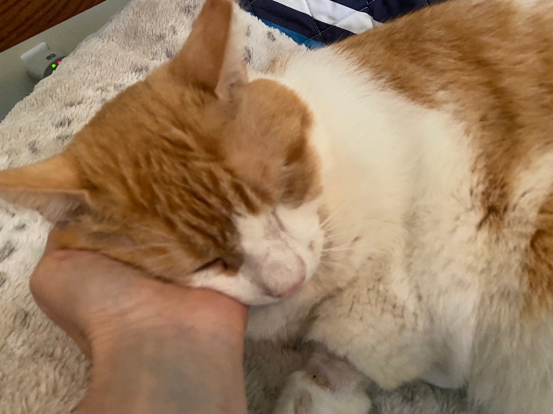 Enlarge Bob, a Adoptable American Bobtail in Tallahassee, FL image 2/14