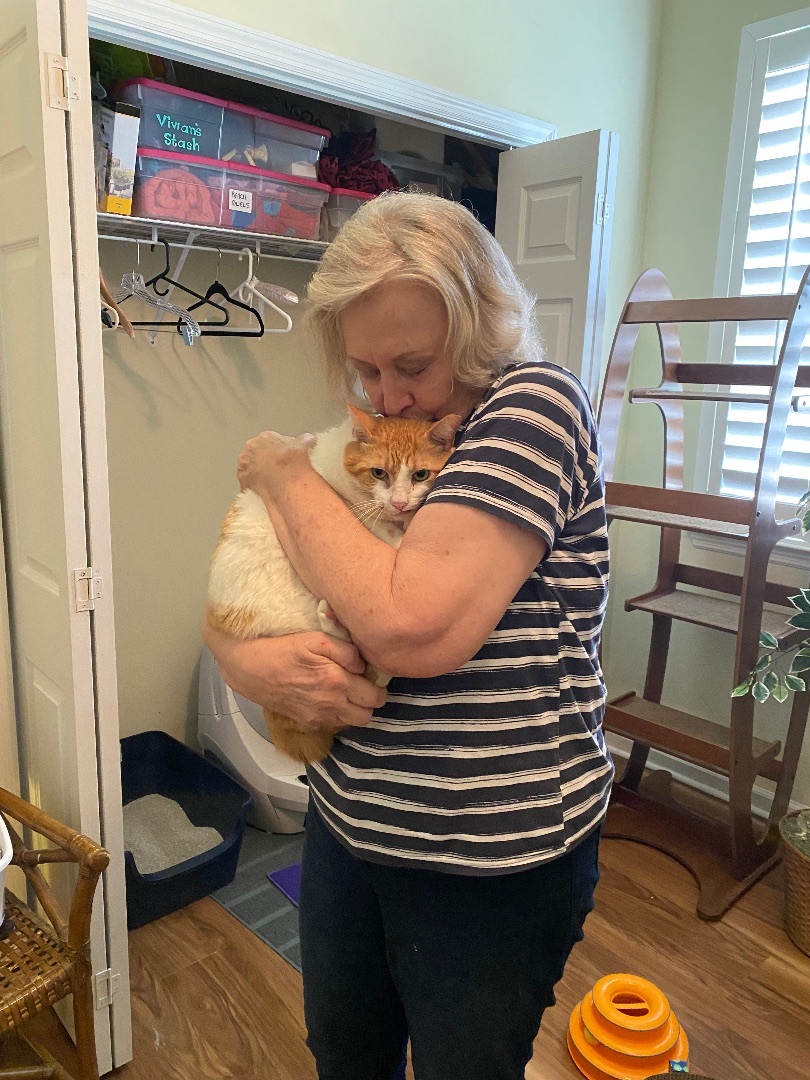 Enlarge Bob, a Adoptable American Bobtail in Tallahassee, FL image 3/14