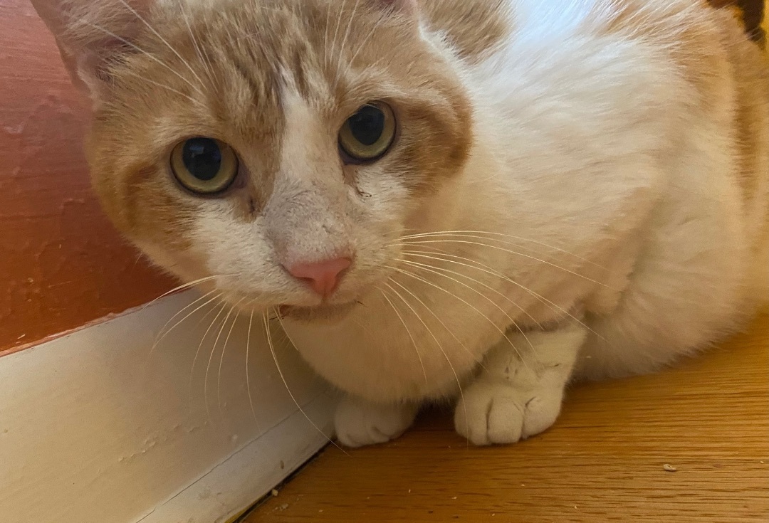 Enlarge Bob, a Adoptable American Bobtail in Tallahassee, FL image 4/14