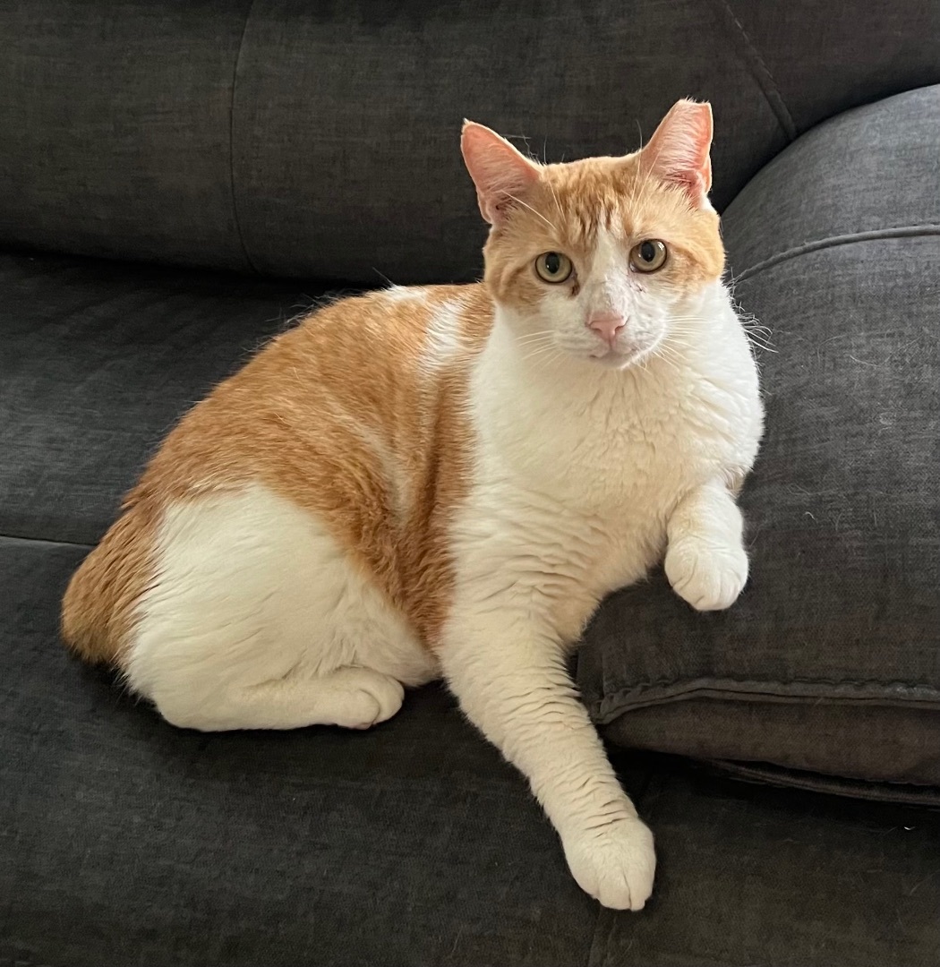 Enlarge Bob, a Adoptable American Bobtail in Tallahassee, FL image 5/14