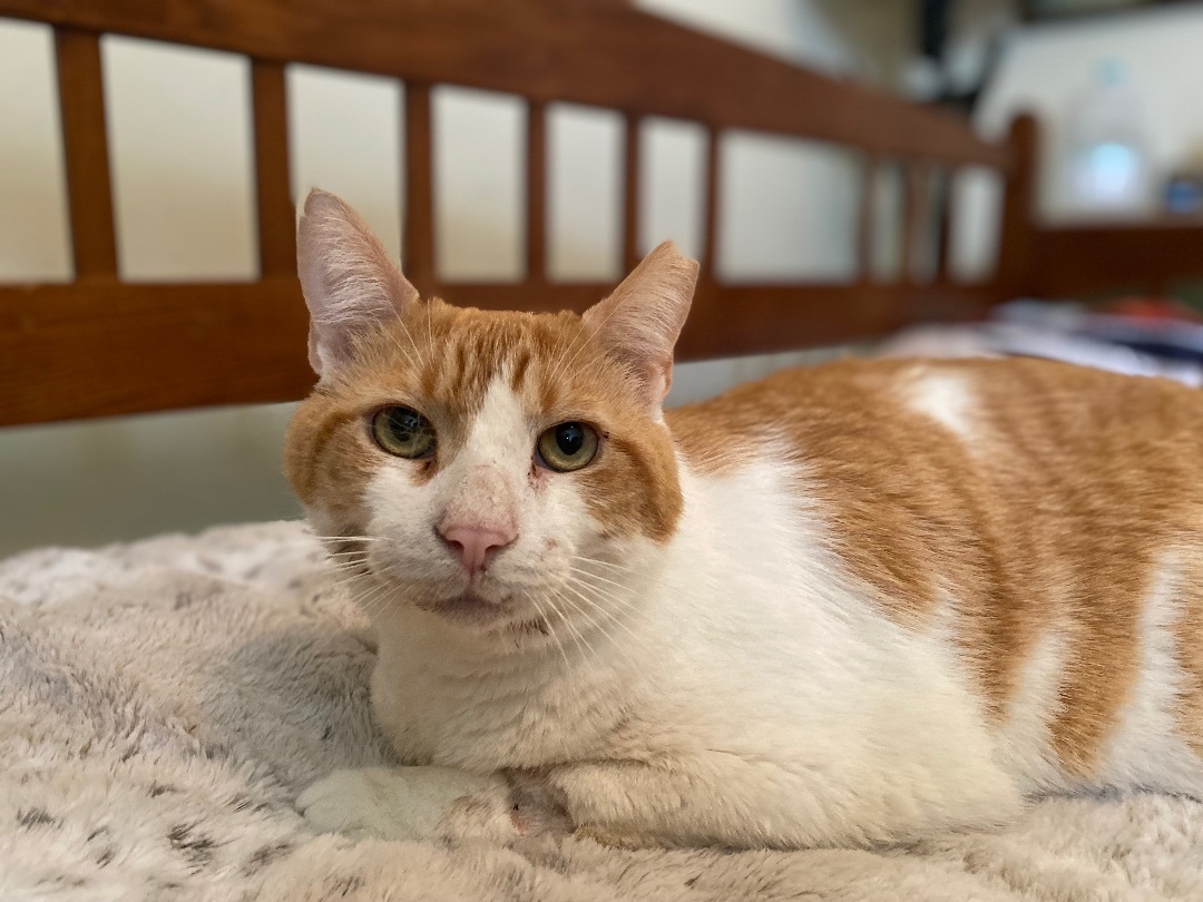 Enlarge Bob, a Adoptable American Bobtail in Tallahassee, FL image 6/14