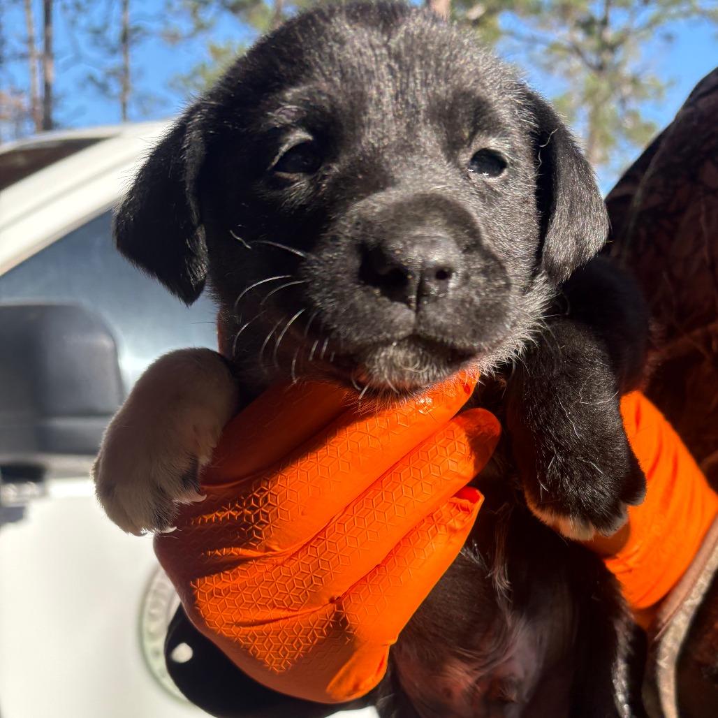 CLAX-Stray-68, Adoptable, Puppy Male Whippet.