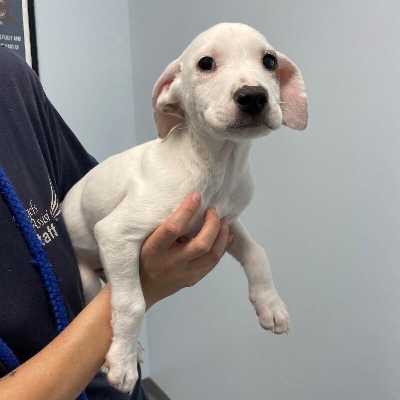 Sugar Cookie thumbnail 3