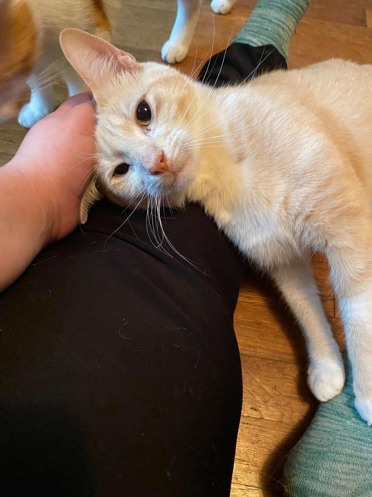 Enlarge Clyde (Courtesy Post), a Adoptable Domestic Short Hair in Rutherfordton, NC image 4/5