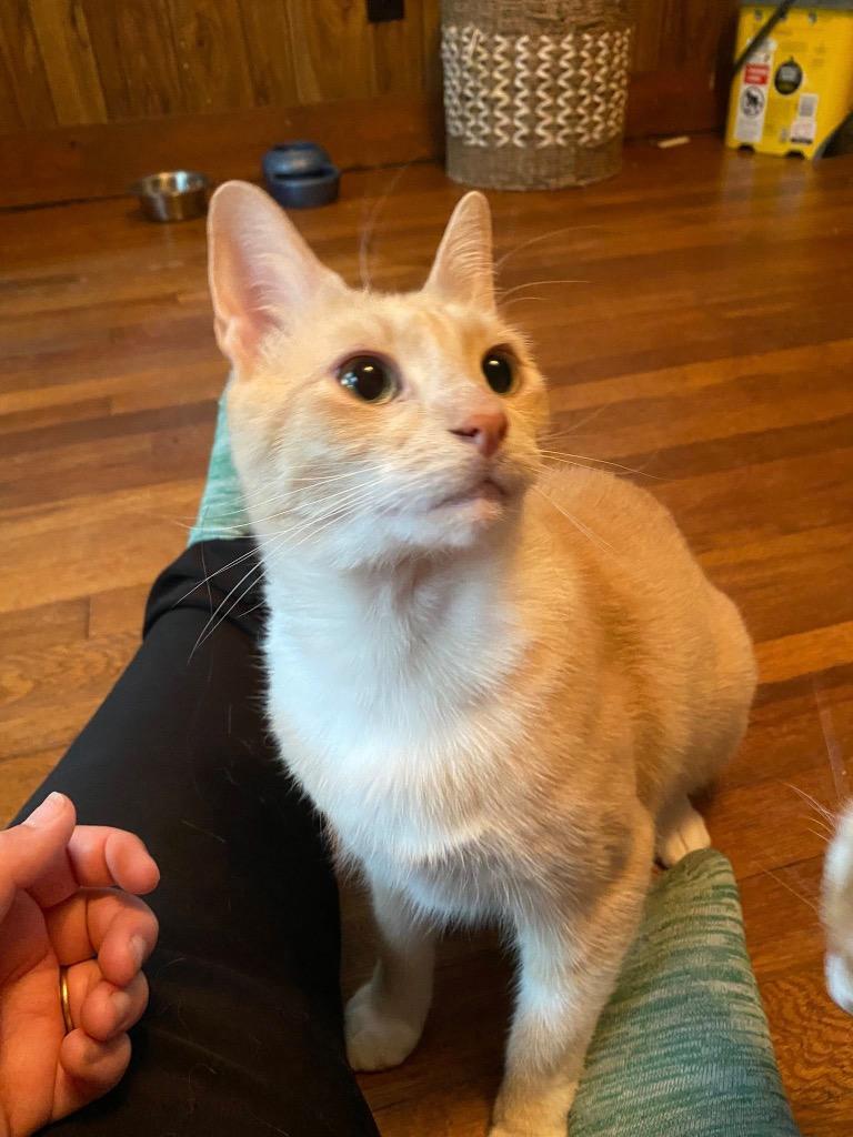 Enlarge Clyde (Courtesy Post), a Adoptable Domestic Short Hair in Rutherfordton, NC image 5/5