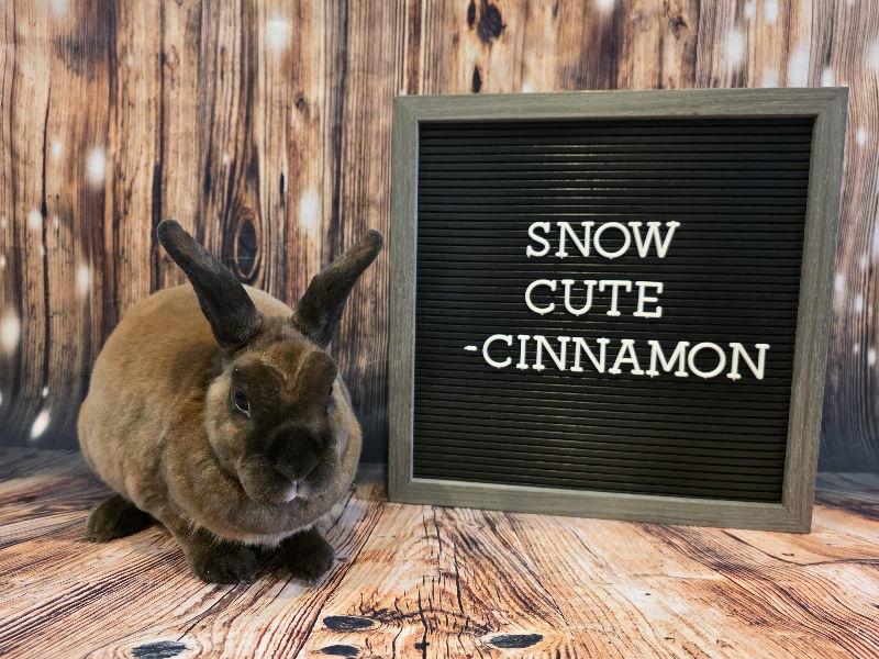 Cinnamon, Adoptable, Adult Female Mini Rex.