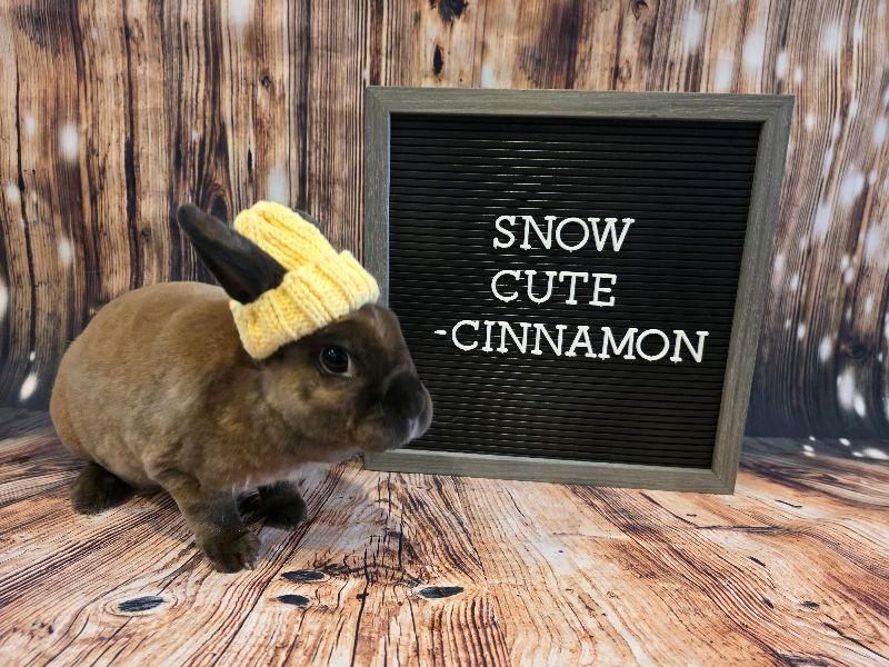 Enlarge Cinnamon, a Adoptable Mini Rex in Columbus, OH image 2/2