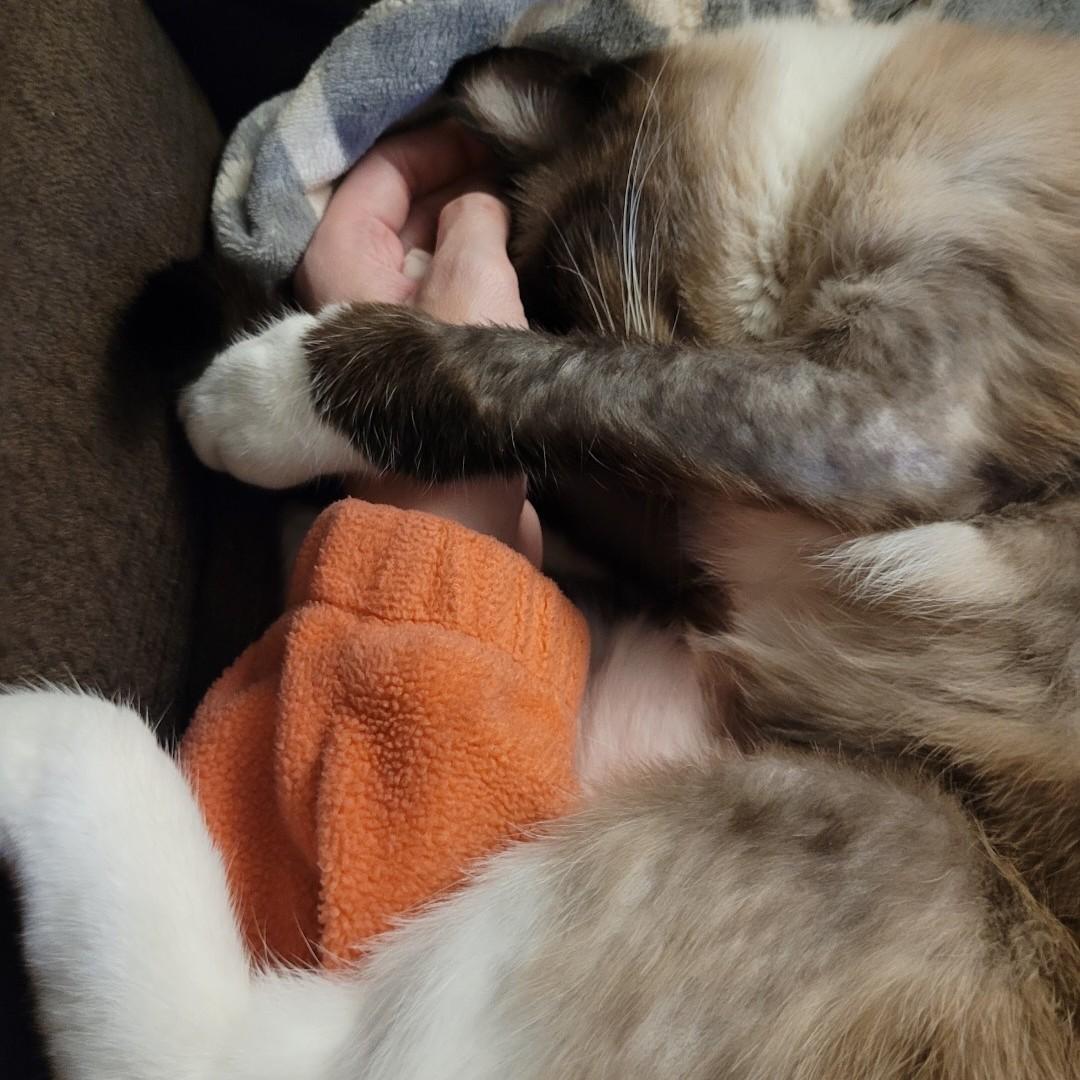 Conan, a ADOPTABLE Siamese in Midland, MI image 6/6