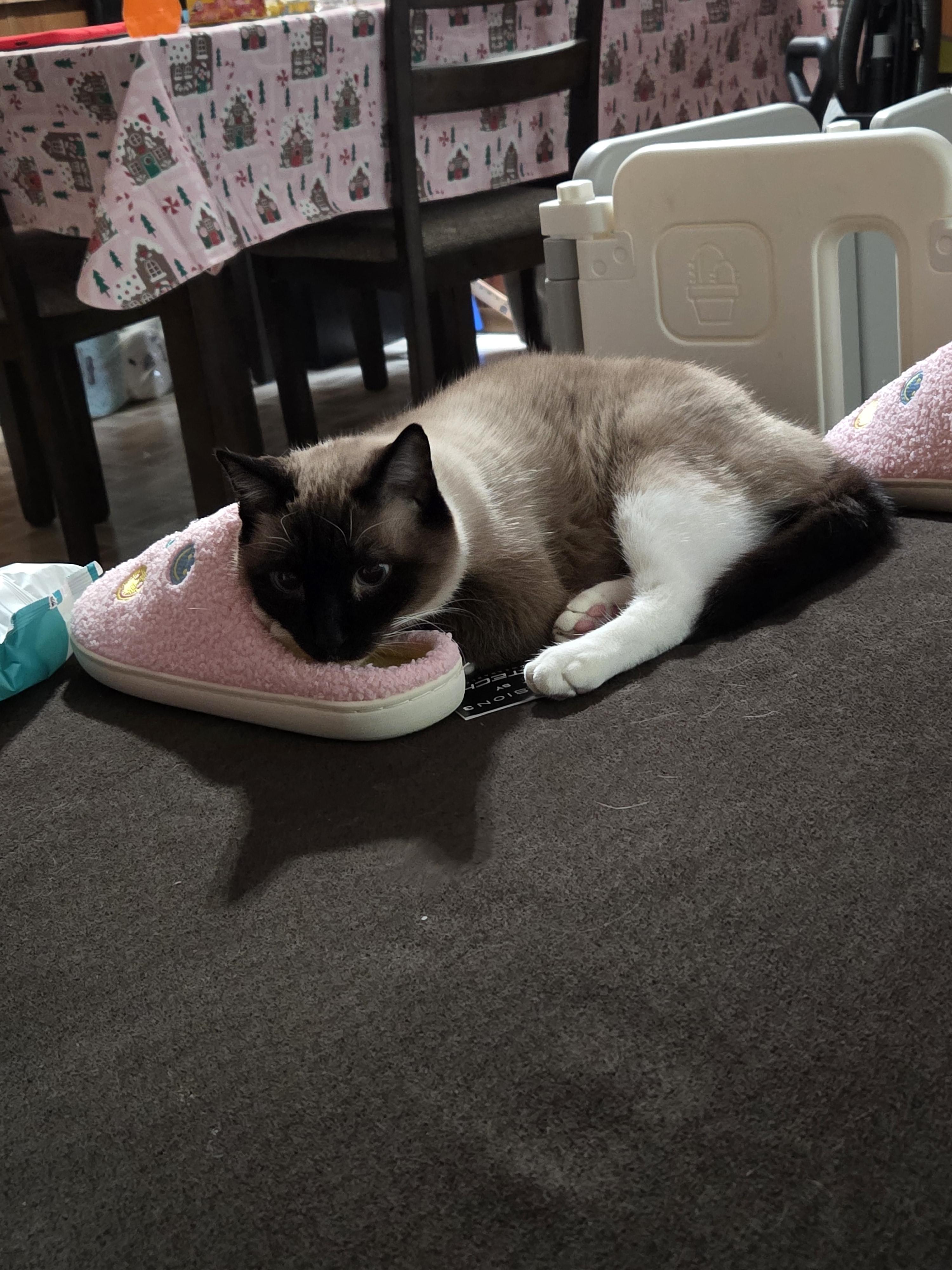 Conan, a ADOPTABLE Siamese in Midland, MI image 5/6