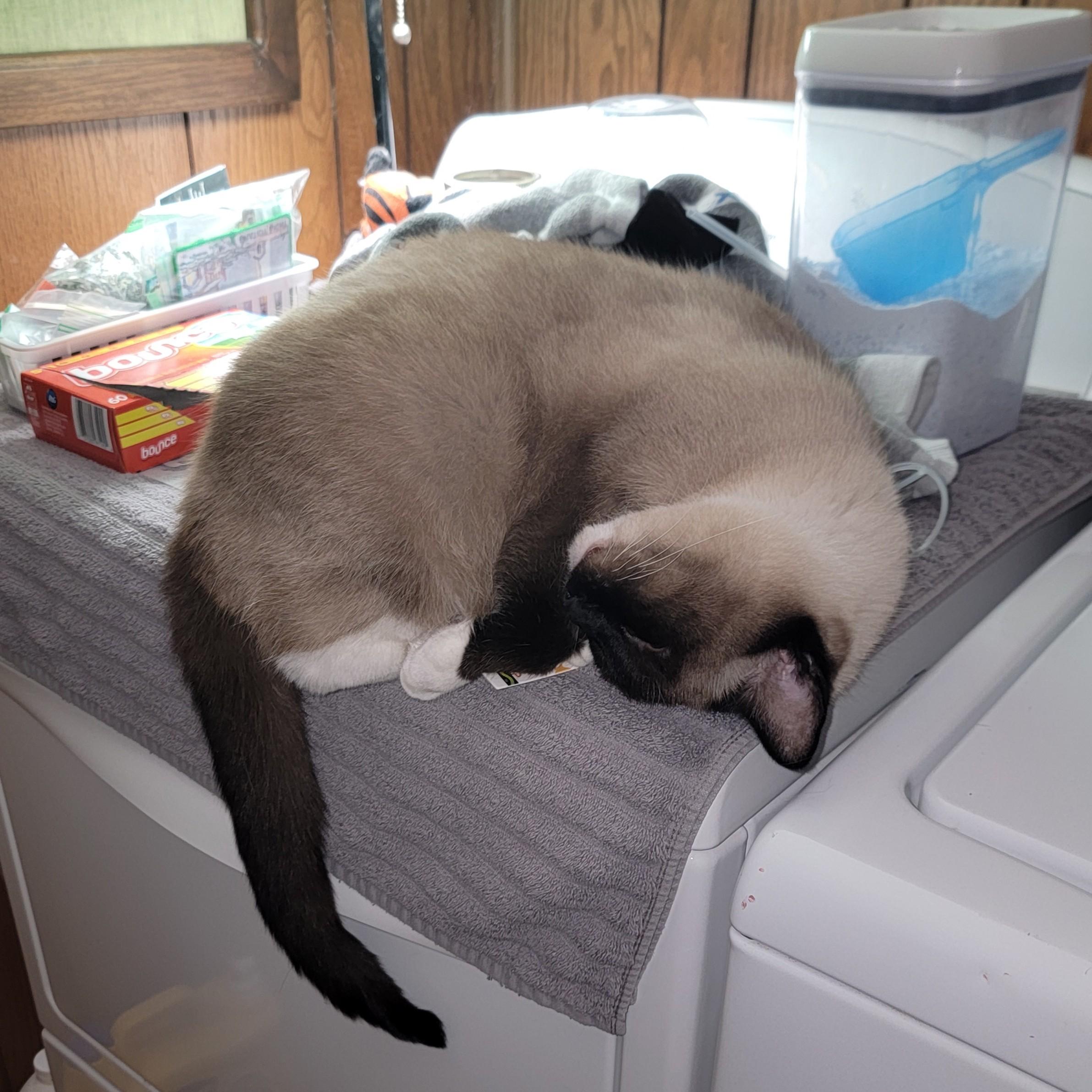 Conan, a ADOPTABLE Siamese in Midland, MI image 4/6