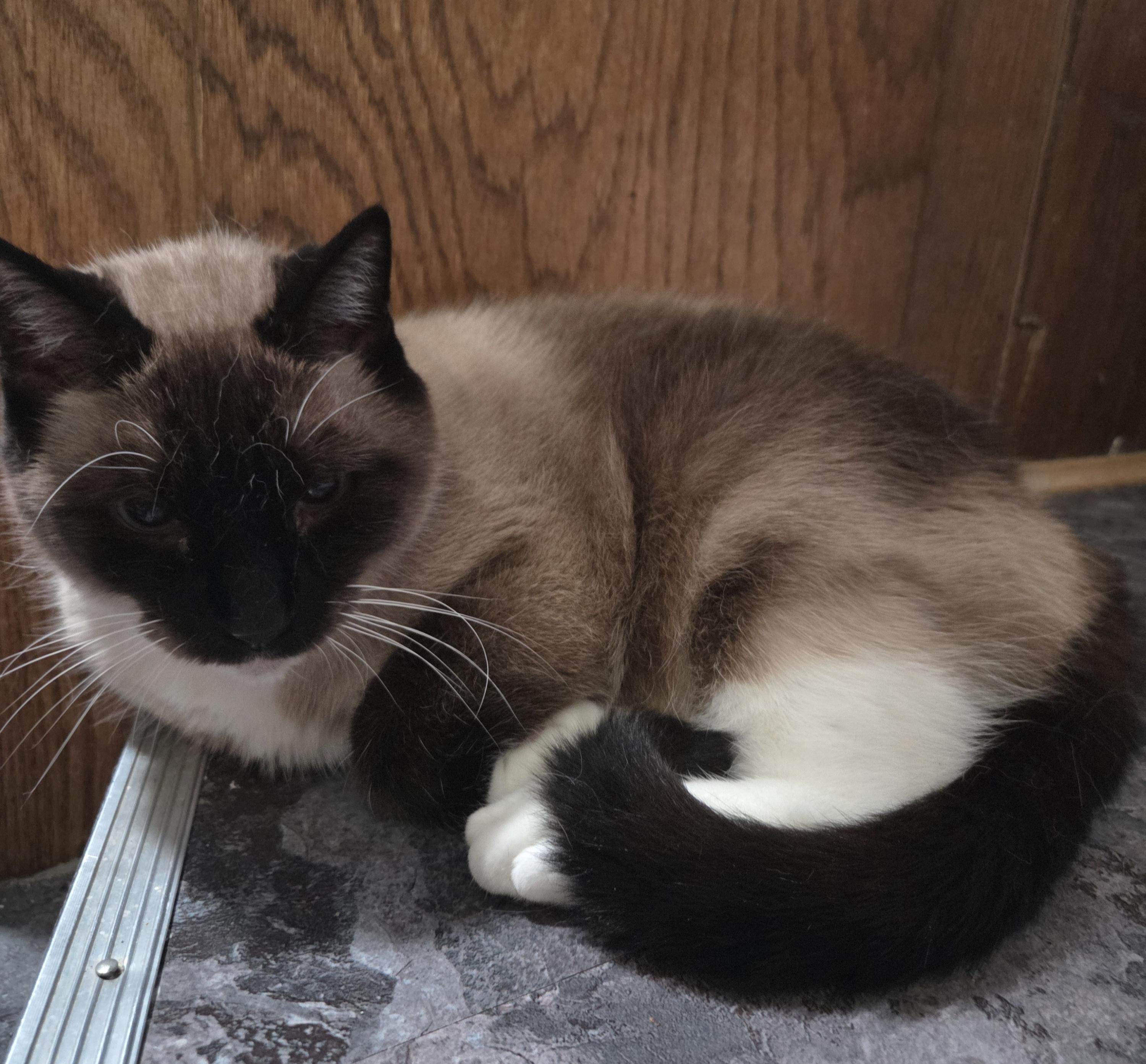 Conan, a ADOPTABLE Siamese in Midland, MI image 1/6