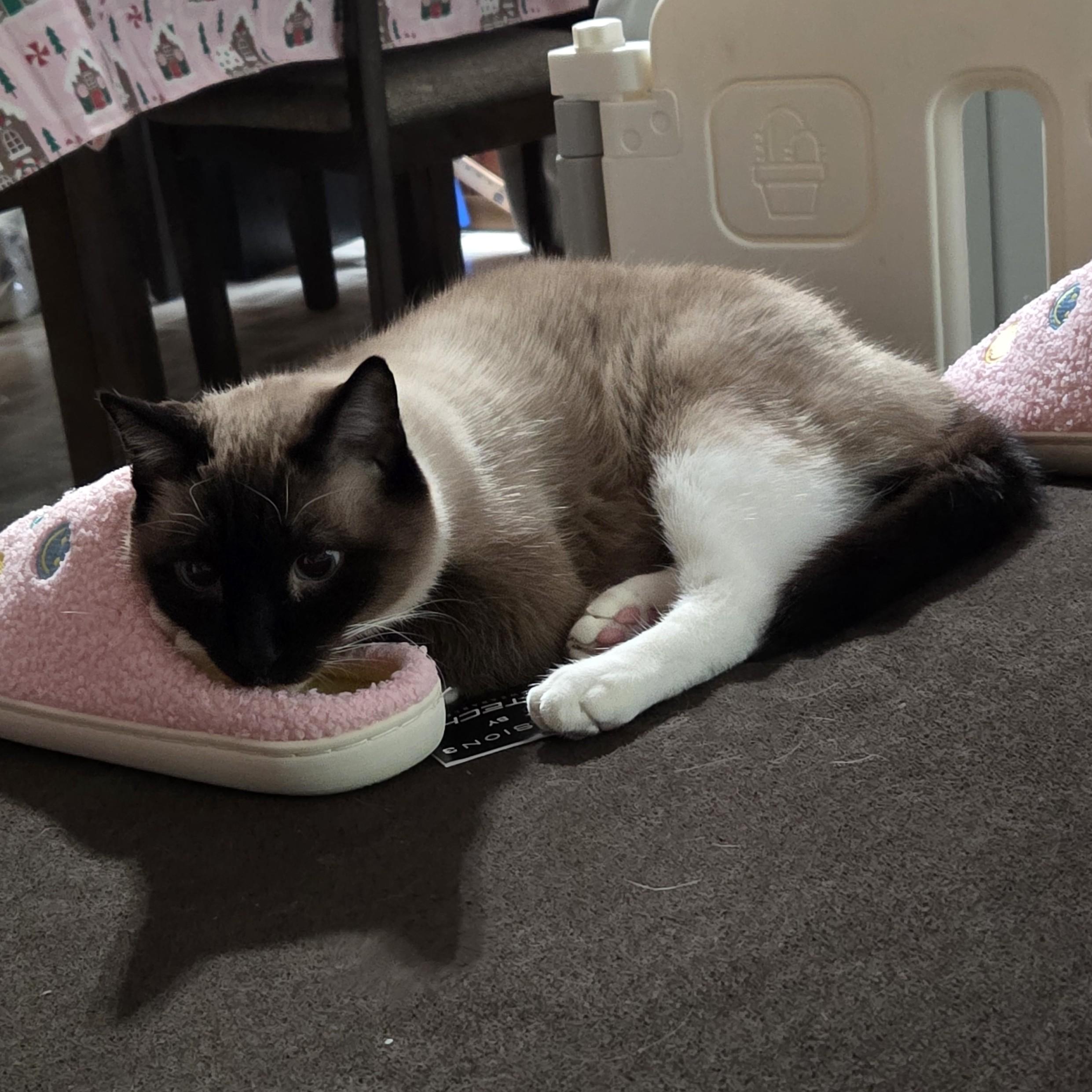 Conan, a ADOPTABLE Siamese in Midland, MI image 2/6