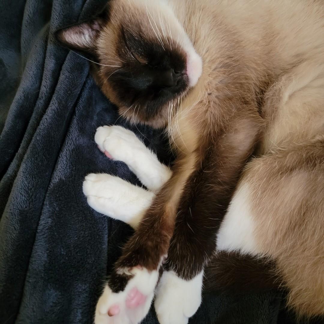 Conan, a ADOPTABLE Siamese in Midland, MI image 3/6