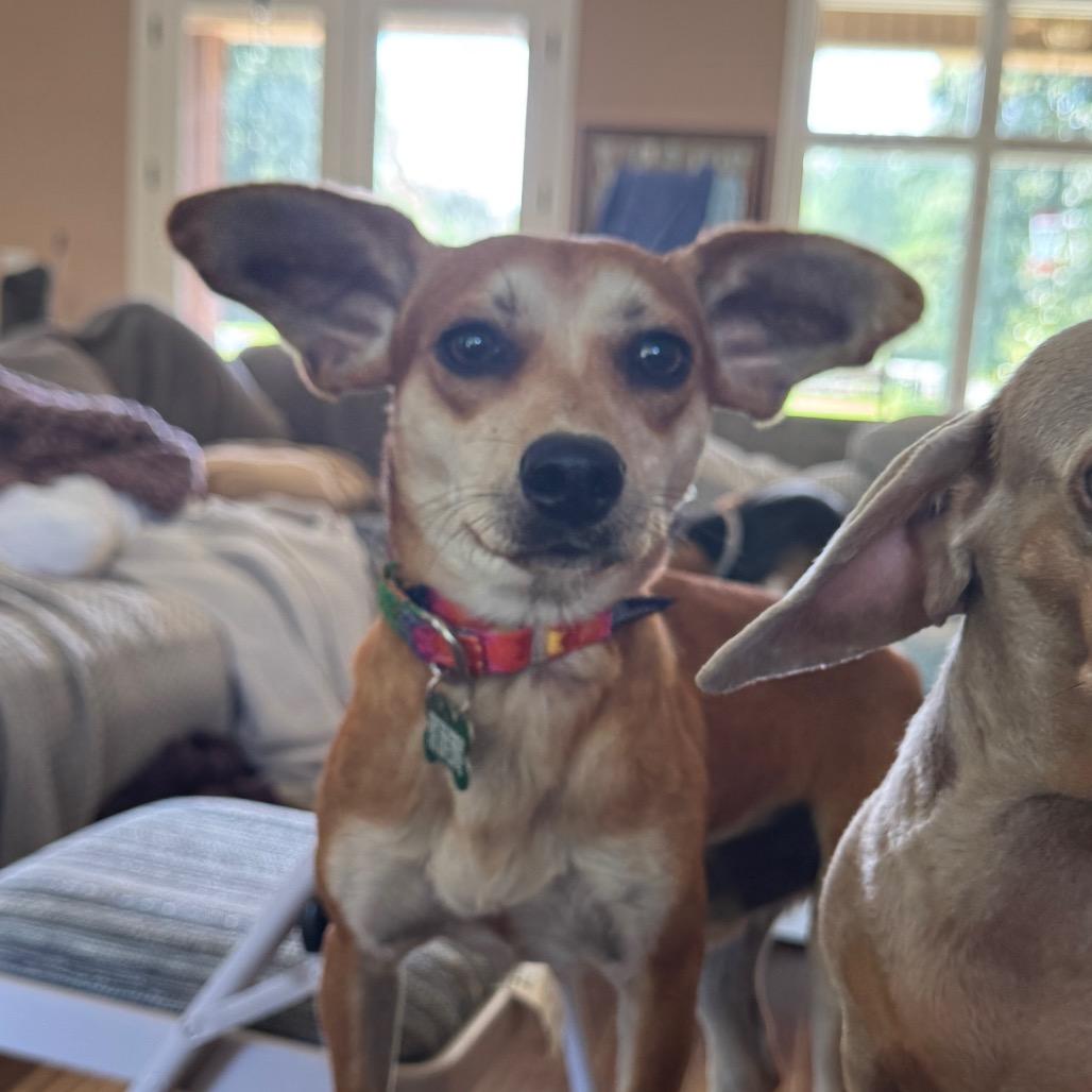 Batman, Adoptable, Young Male Dachshund & Chihuahua.