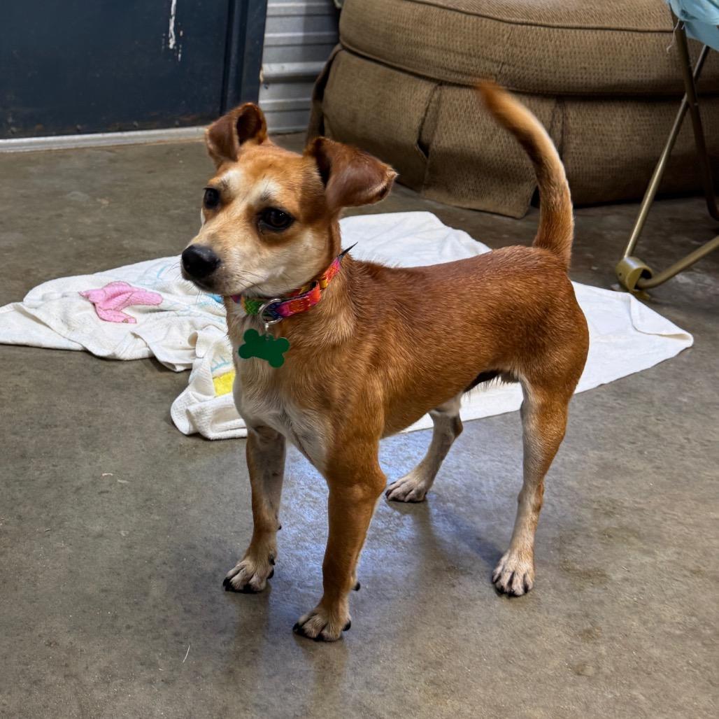 Batman, Adoptable, Young Male Dachshund & Chihuahua.