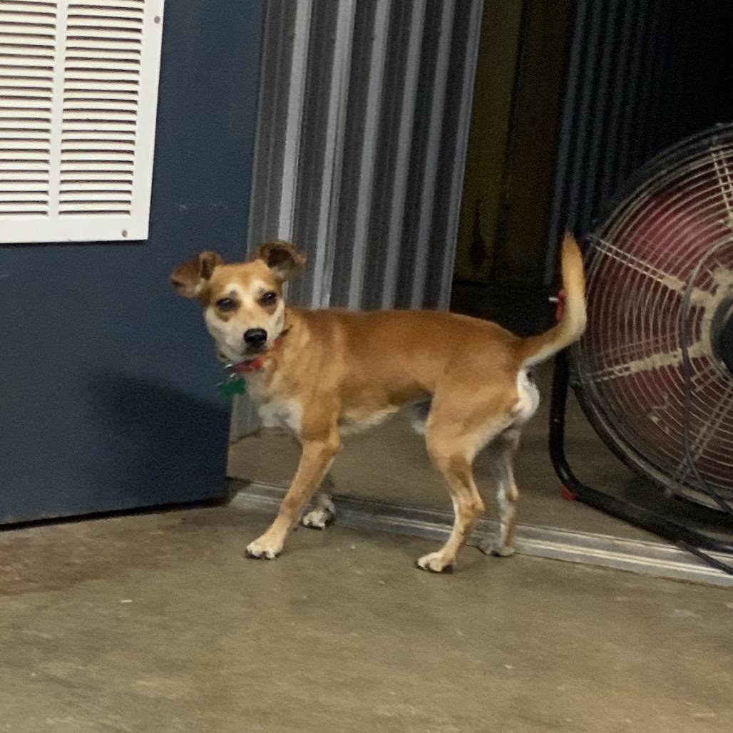 Enlarge Batman, a Adoptable mixed breed in Pinson, TN image 2/6