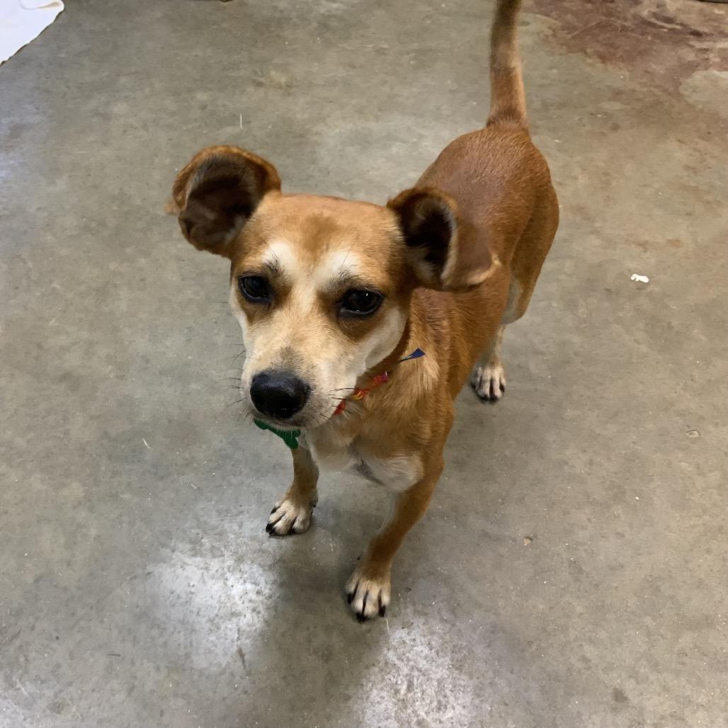 Enlarge Batman, a Adoptable mixed breed in Pinson, TN image 3/6