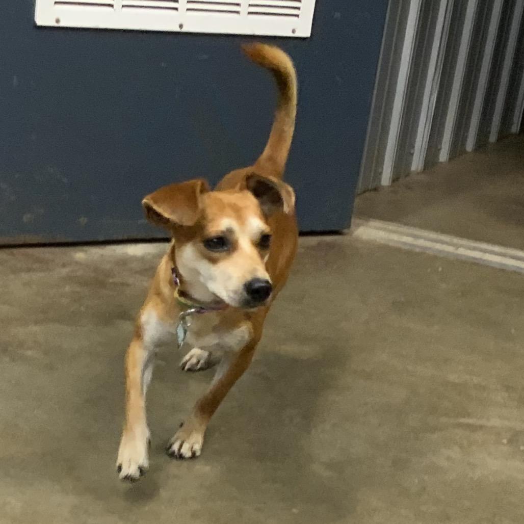 Enlarge Batman, a Adoptable mixed breed in Pinson, TN image 5/6