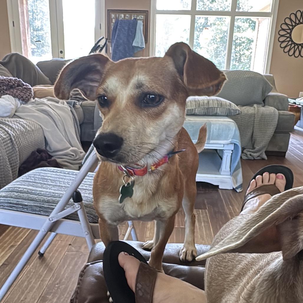 Enlarge Batman, a Adoptable mixed breed in Pinson, TN image 6/6