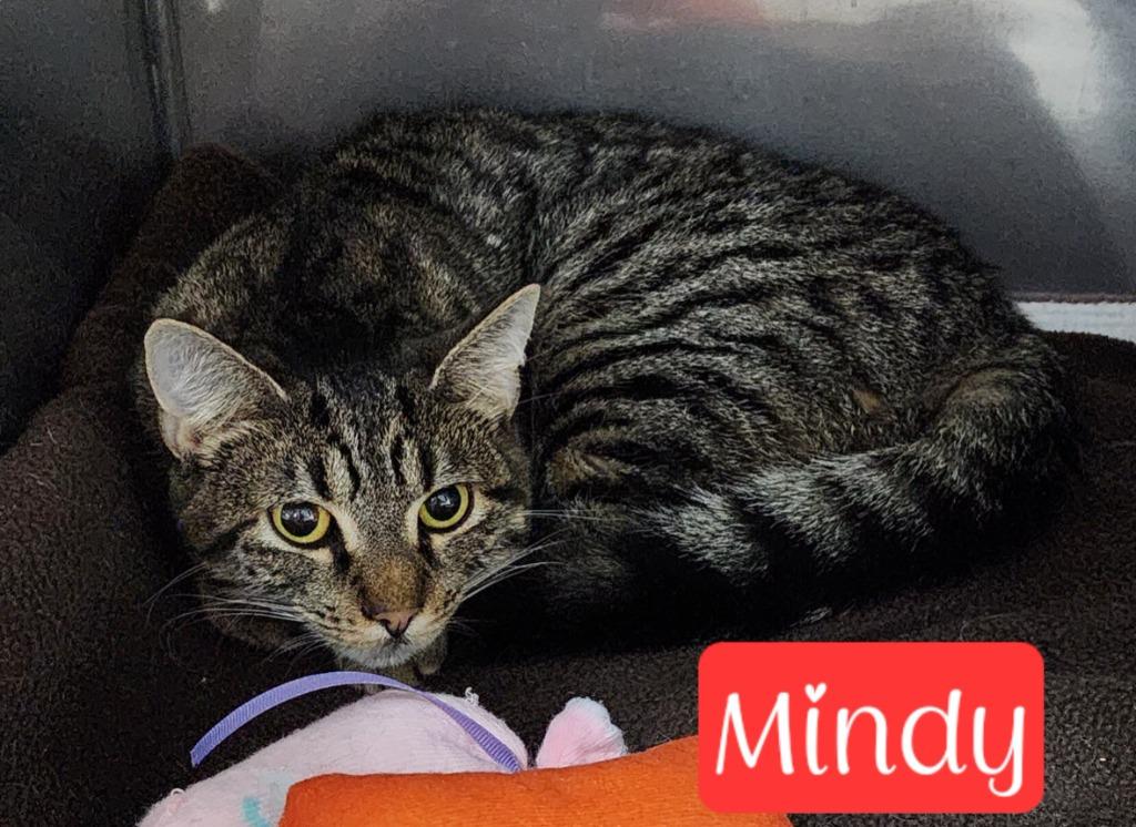 Mindy, a Adoptable mixed breed in Jim Thorpe, PA image 2/3