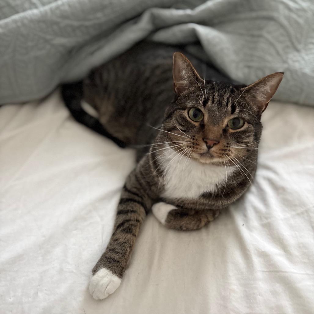 Enlarge August, a Adoptable Domestic Short Hair in Kenai, AK image 1/5