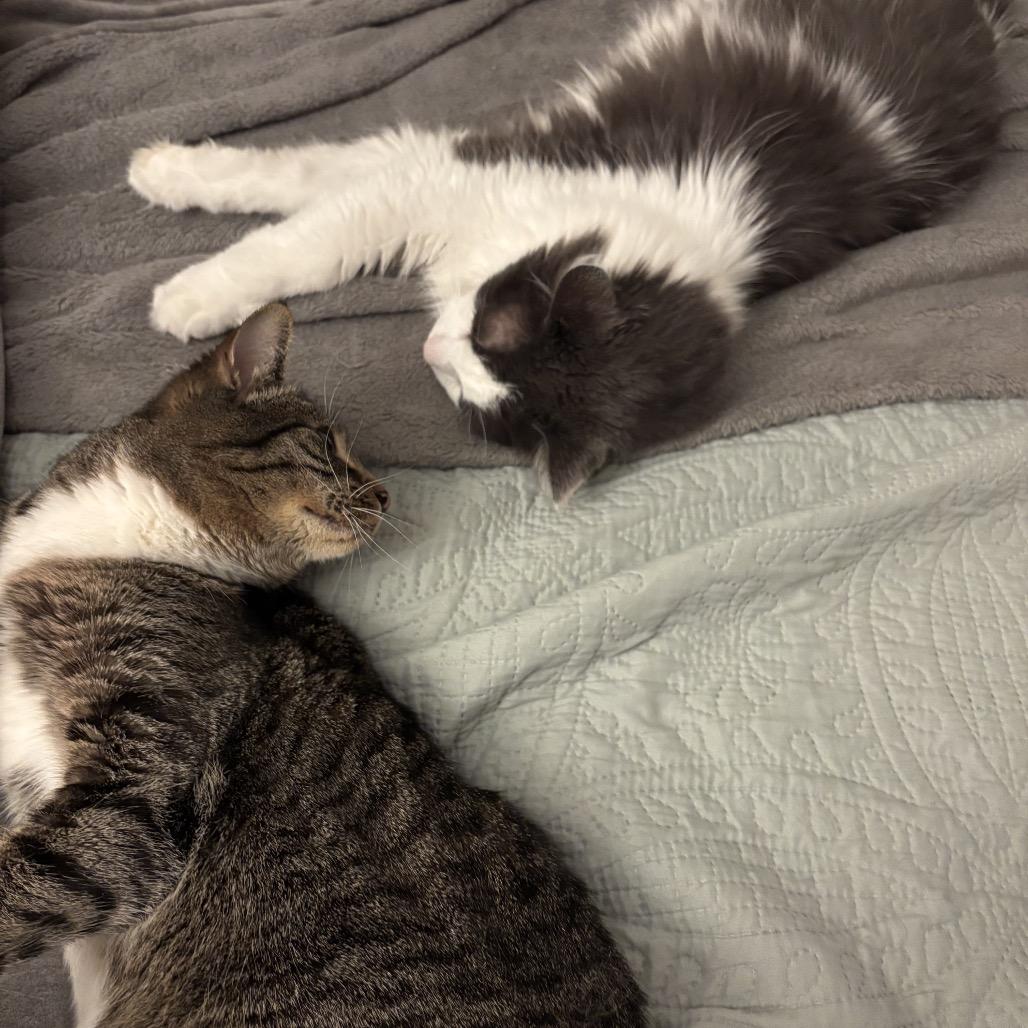 Enlarge August, a Adoptable Domestic Short Hair in Kenai, AK image 2/5