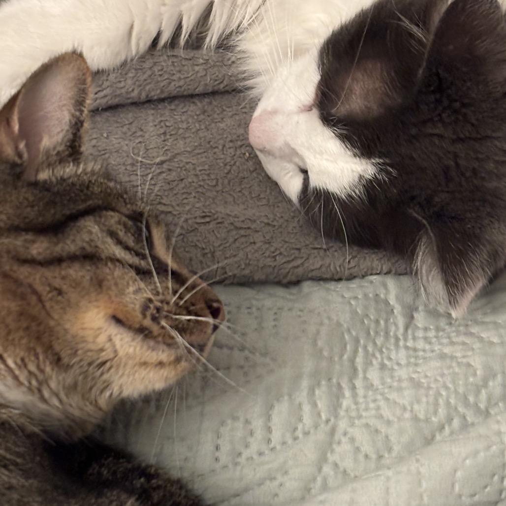 Enlarge August, a Adoptable Domestic Short Hair in Kenai, AK image 3/5