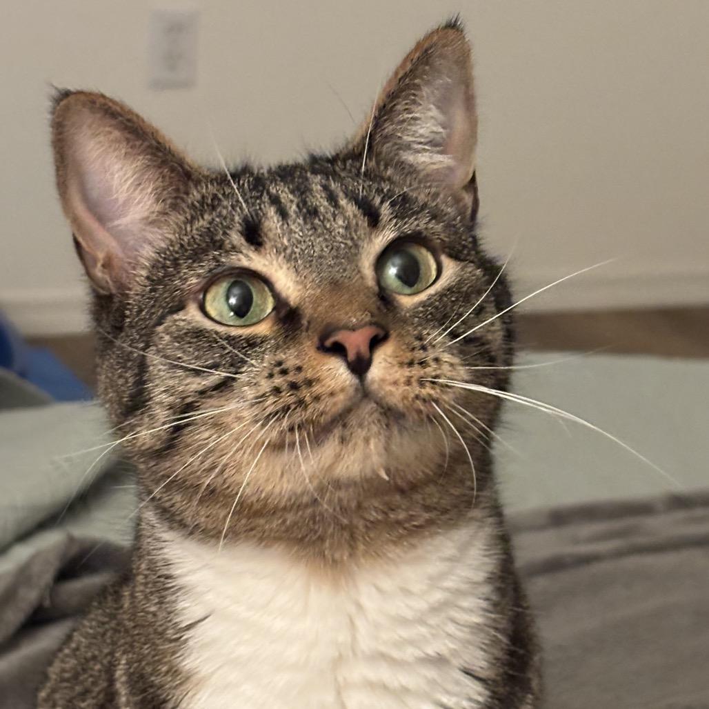 Enlarge August, a Adoptable Domestic Short Hair in Kenai, AK image 4/5