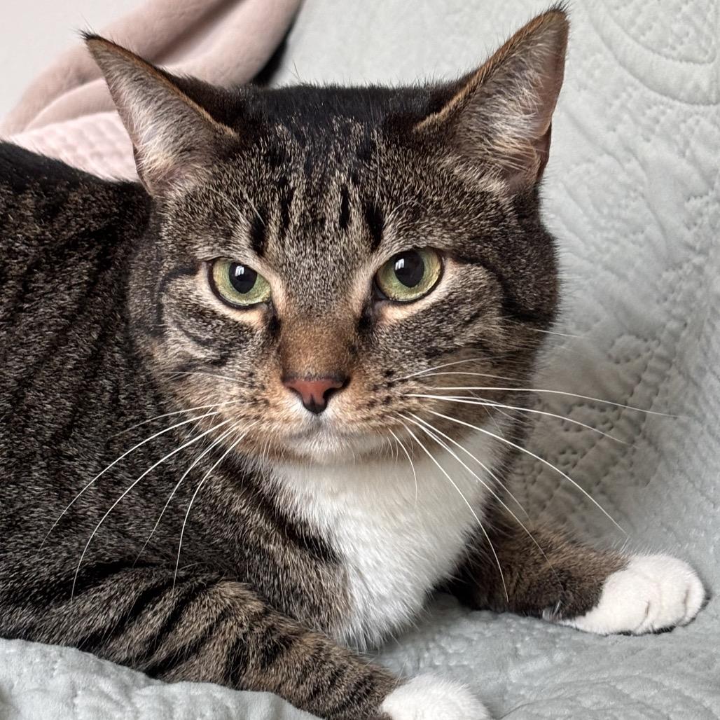 August, a Adoptable Domestic Short Hair in Kenai, AK image 5/6