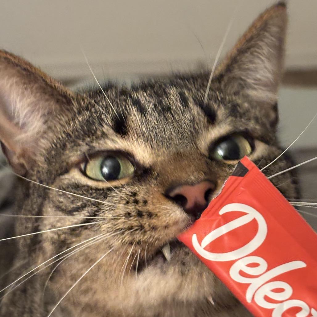 Enlarge August, a Adoptable Domestic Short Hair in Kenai, AK image 5/5