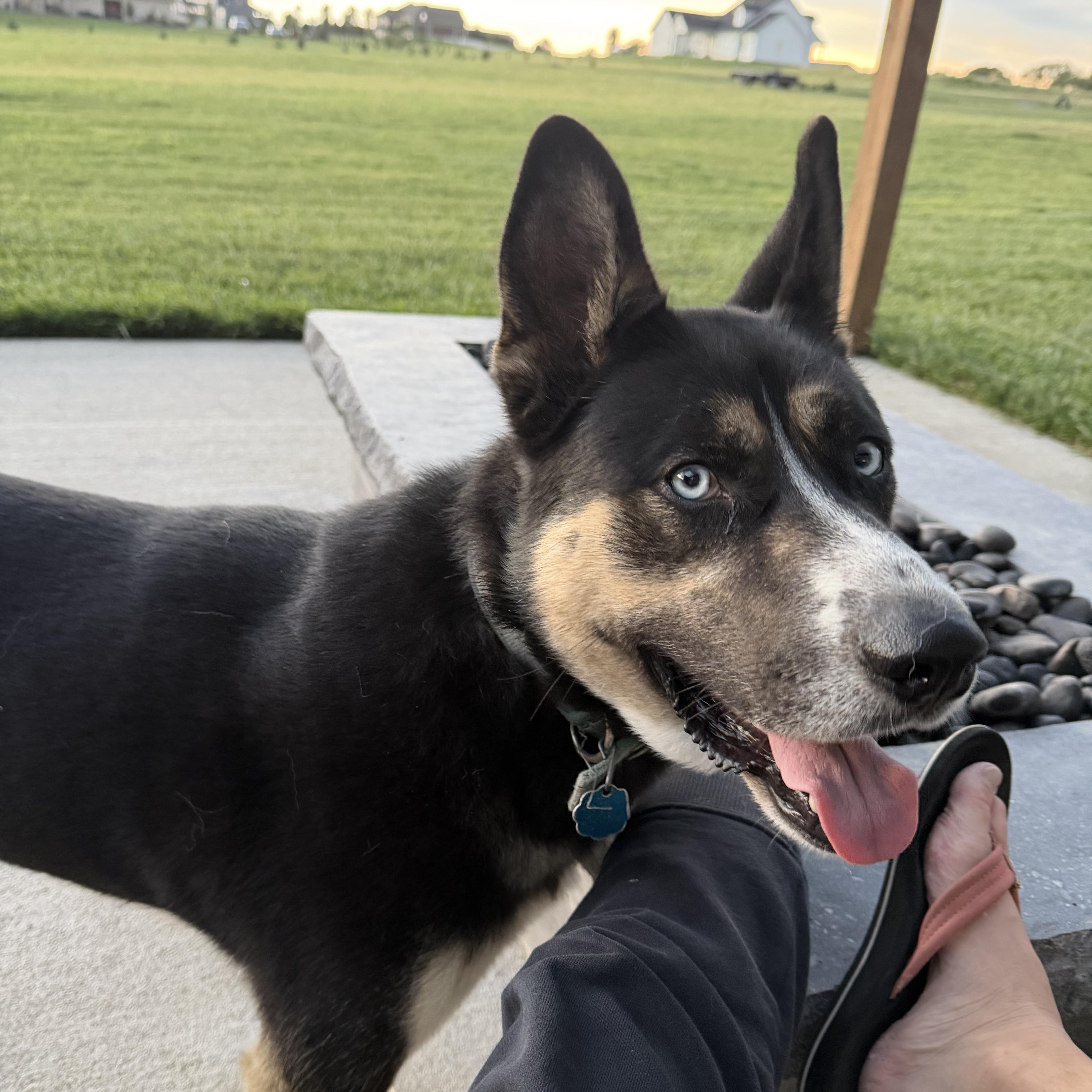 Enlarge Balto, a Adoptable mixed breed in Wahoo, NE image 3/5