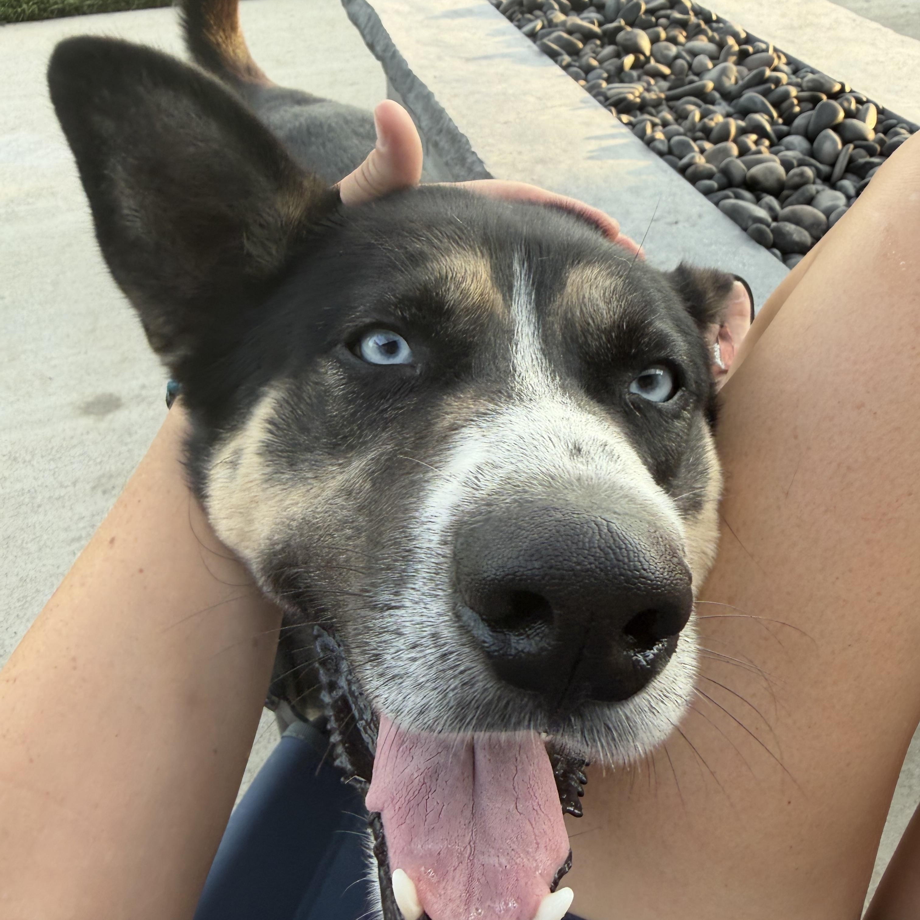 Enlarge Balto, a Adoptable mixed breed in Wahoo, NE image 5/5