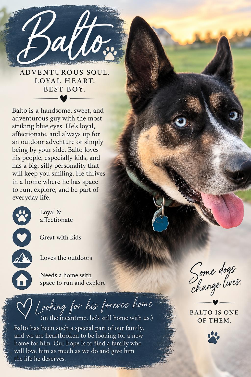 Balto, Adoptable, Adult Male German Shepherd Dog & Husky.