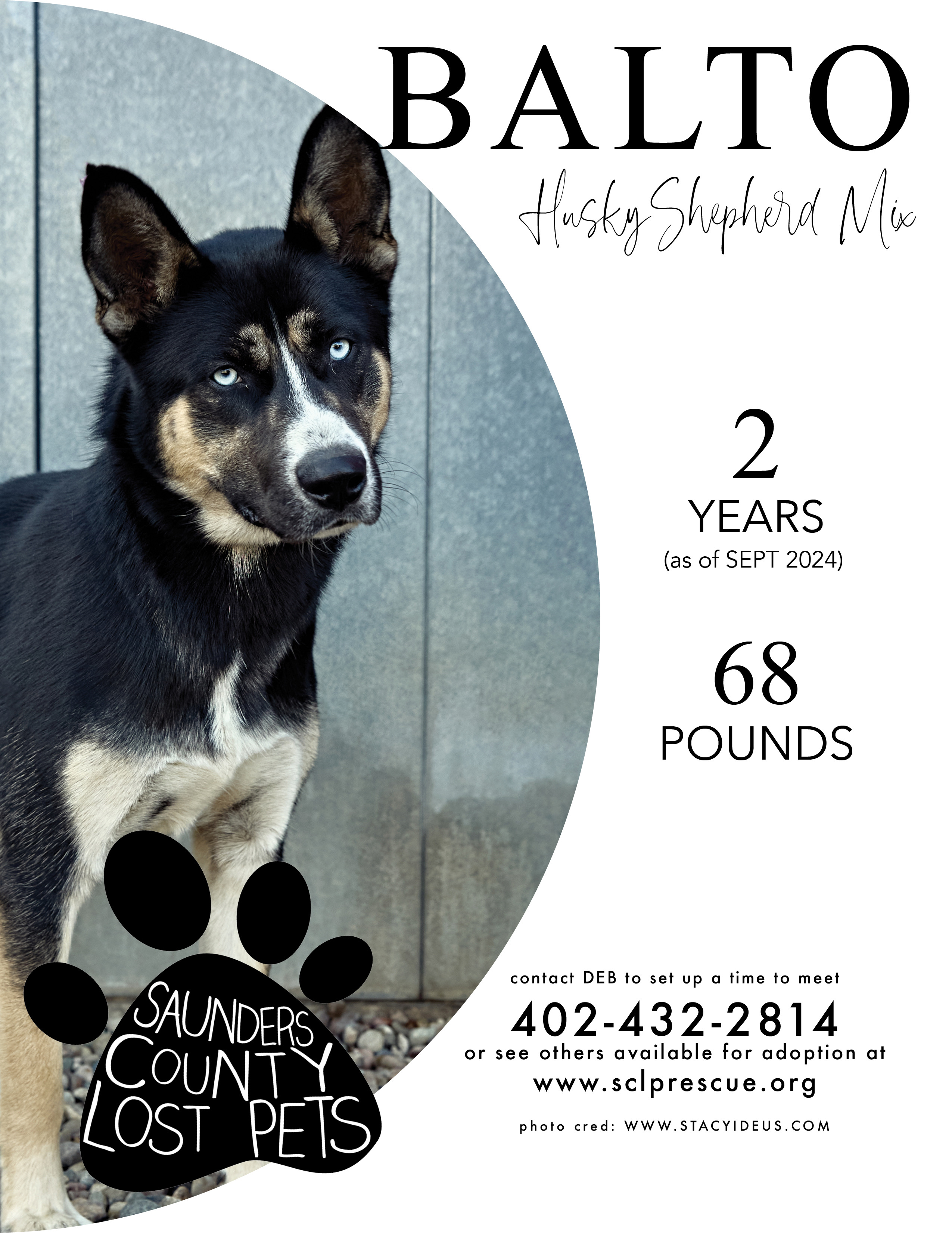 Enlarge Balto, a Adoptable mixed breed in Wahoo, NE image 2/5