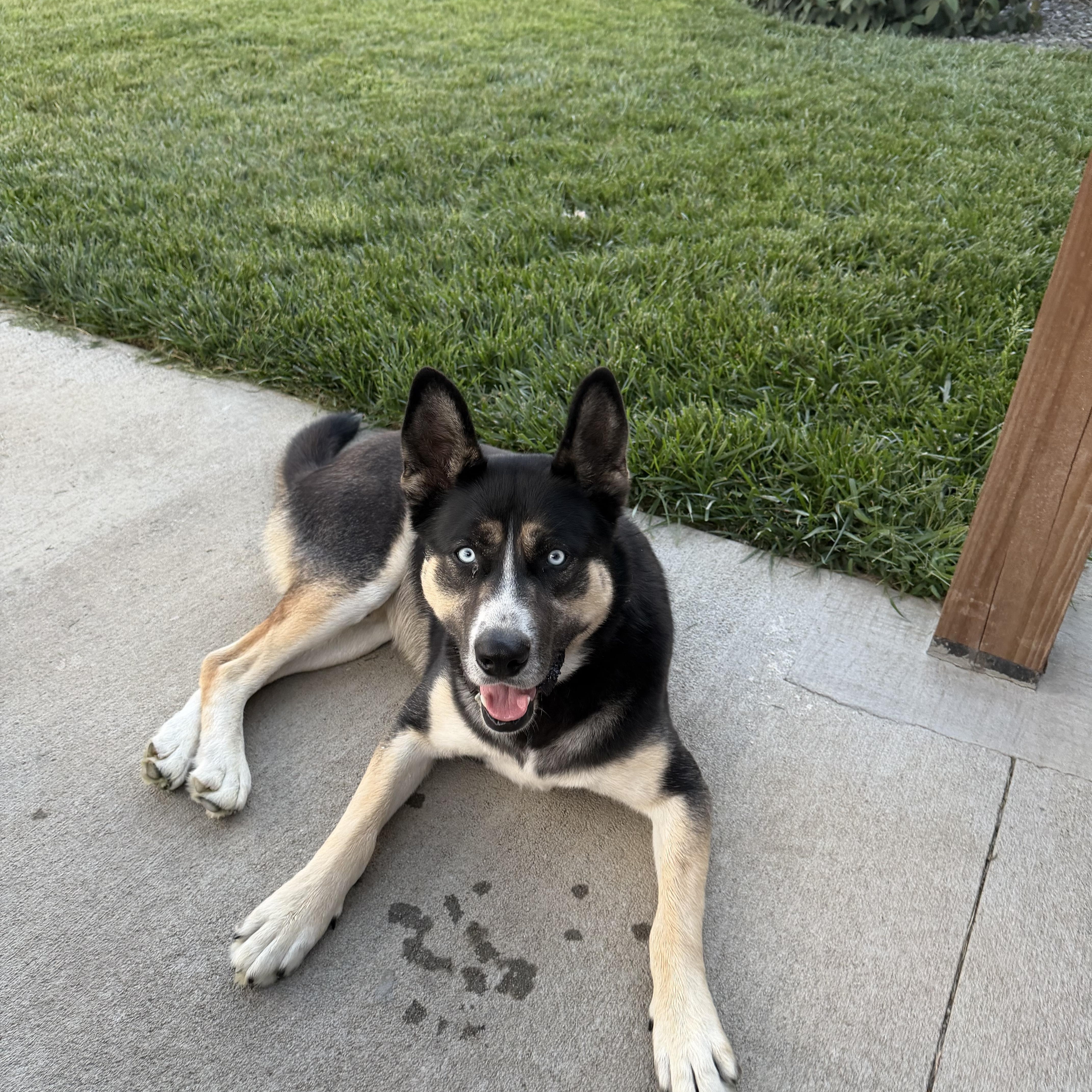 Enlarge Balto, a Adoptable mixed breed in Wahoo, NE image 4/5