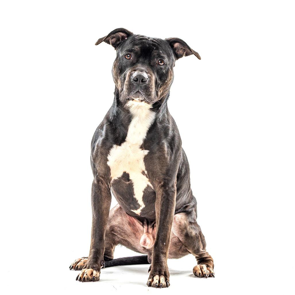 Zoomie — thumbnail 2