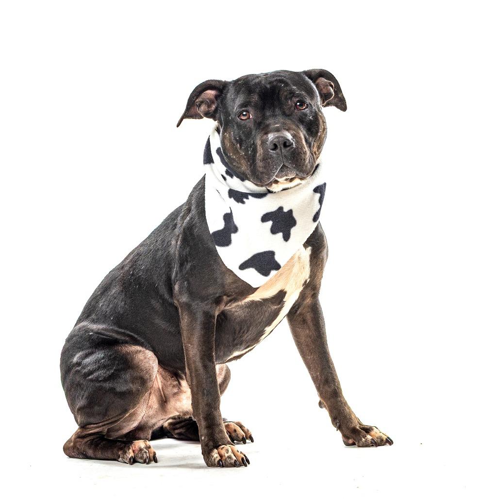 Zoomie — thumbnail 3