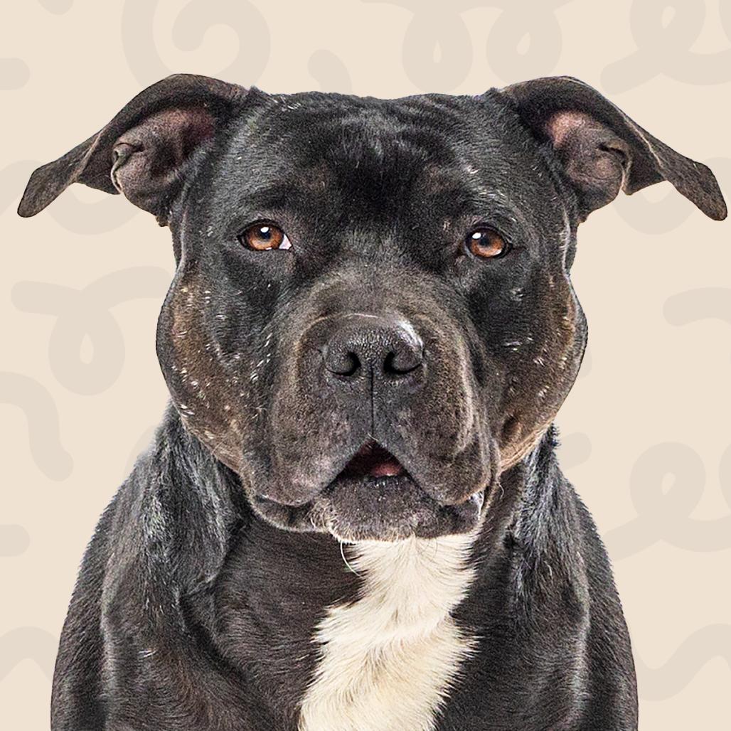 Zoomie — thumbnail 5