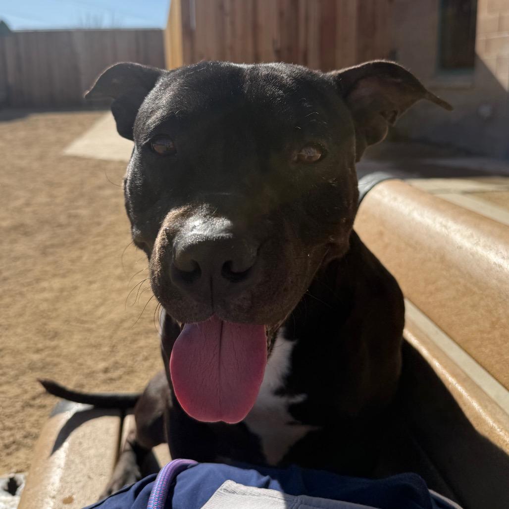 Zoomie — thumbnail 6