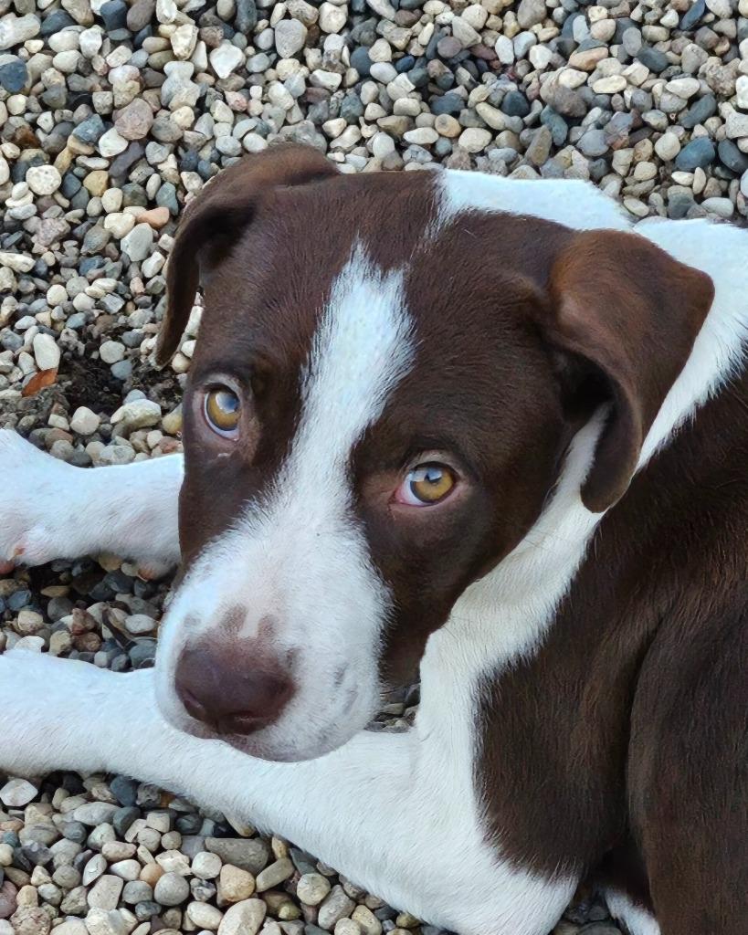 CC (nka Poppy), Adopted, Young Female Hound.