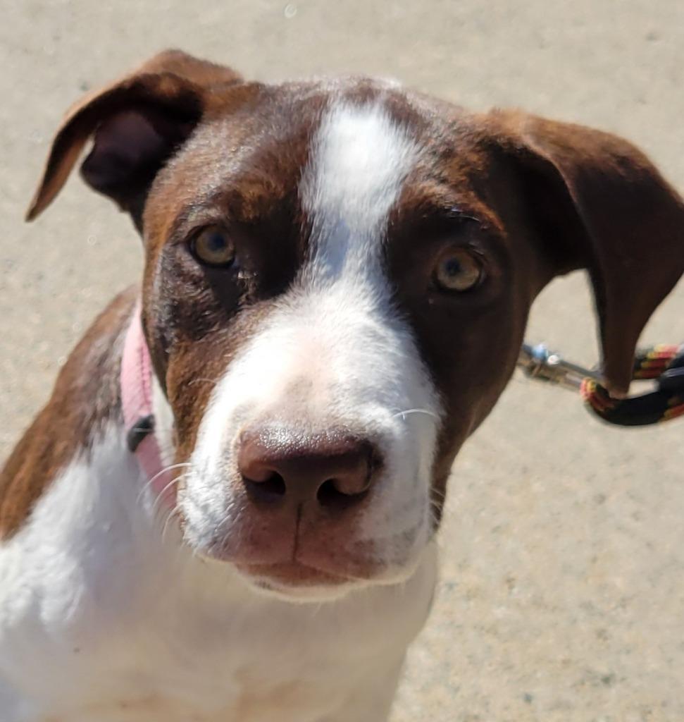 Enlarge CC (nka Poppy), a Adopted Hound in Johnston, IA image 2/2