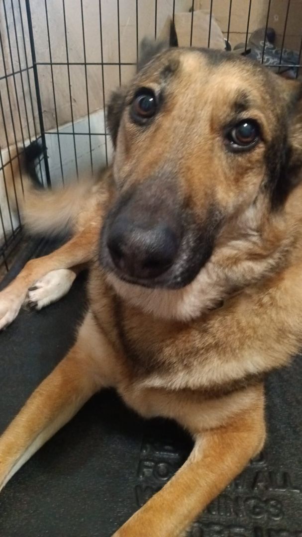 Timber, Adopted, Adult Female German Shepherd Dog.