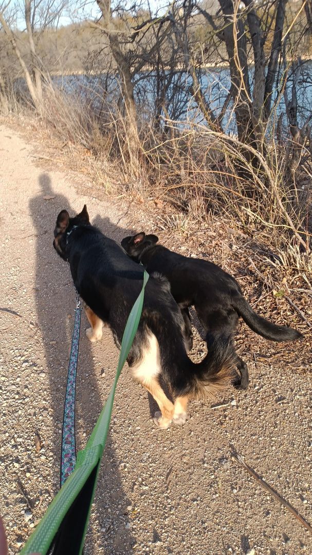 Timber, a Adopted German Shepherd Dog in Ponca City, OK image 2/6