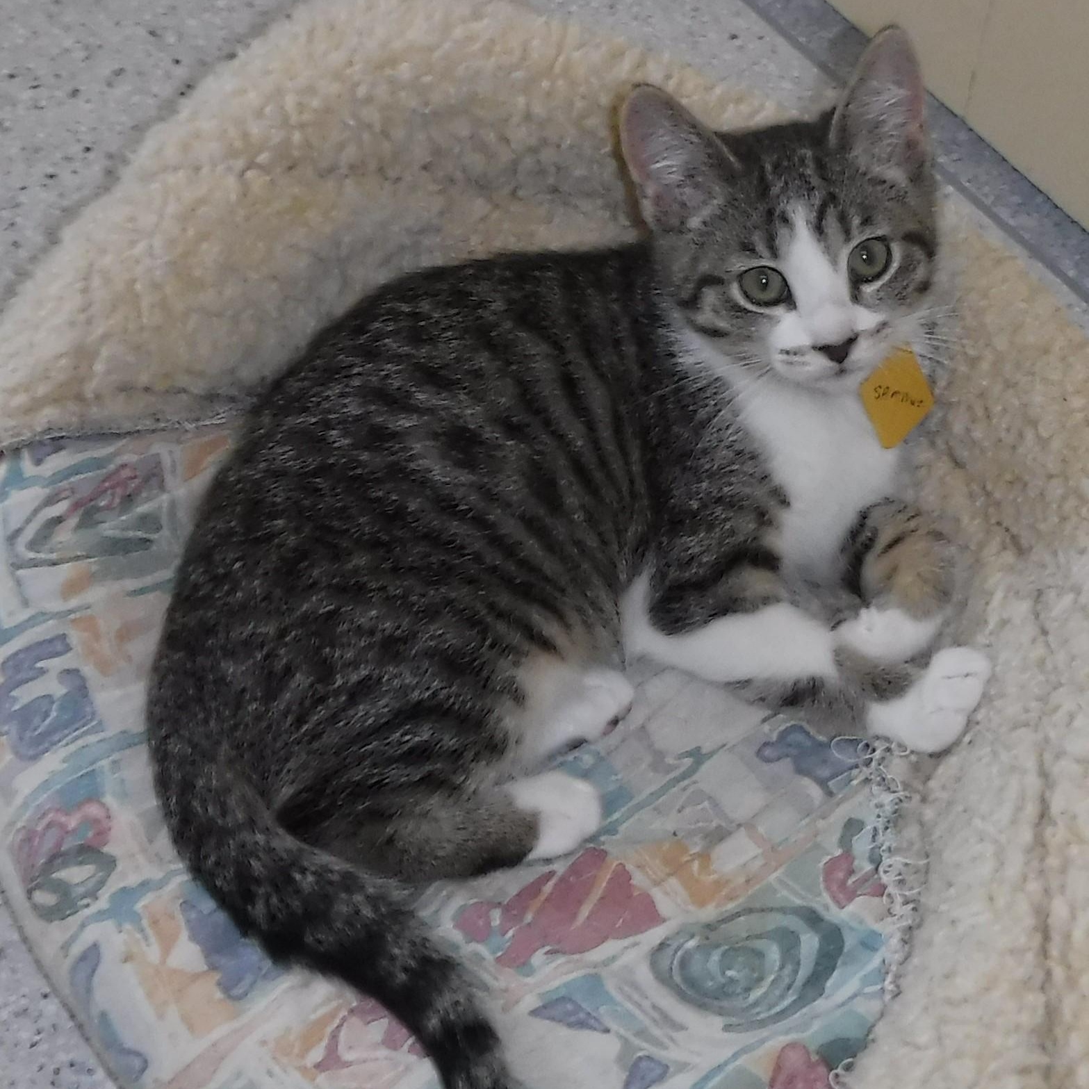 Sammie - Adorable, a ADOPTABLE Tabby in Hoquiam, WA image 2/6