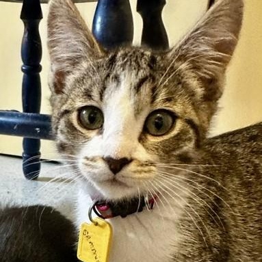 Sammie - Adorable, ADOPTABLE, Kitten Female Tabby.