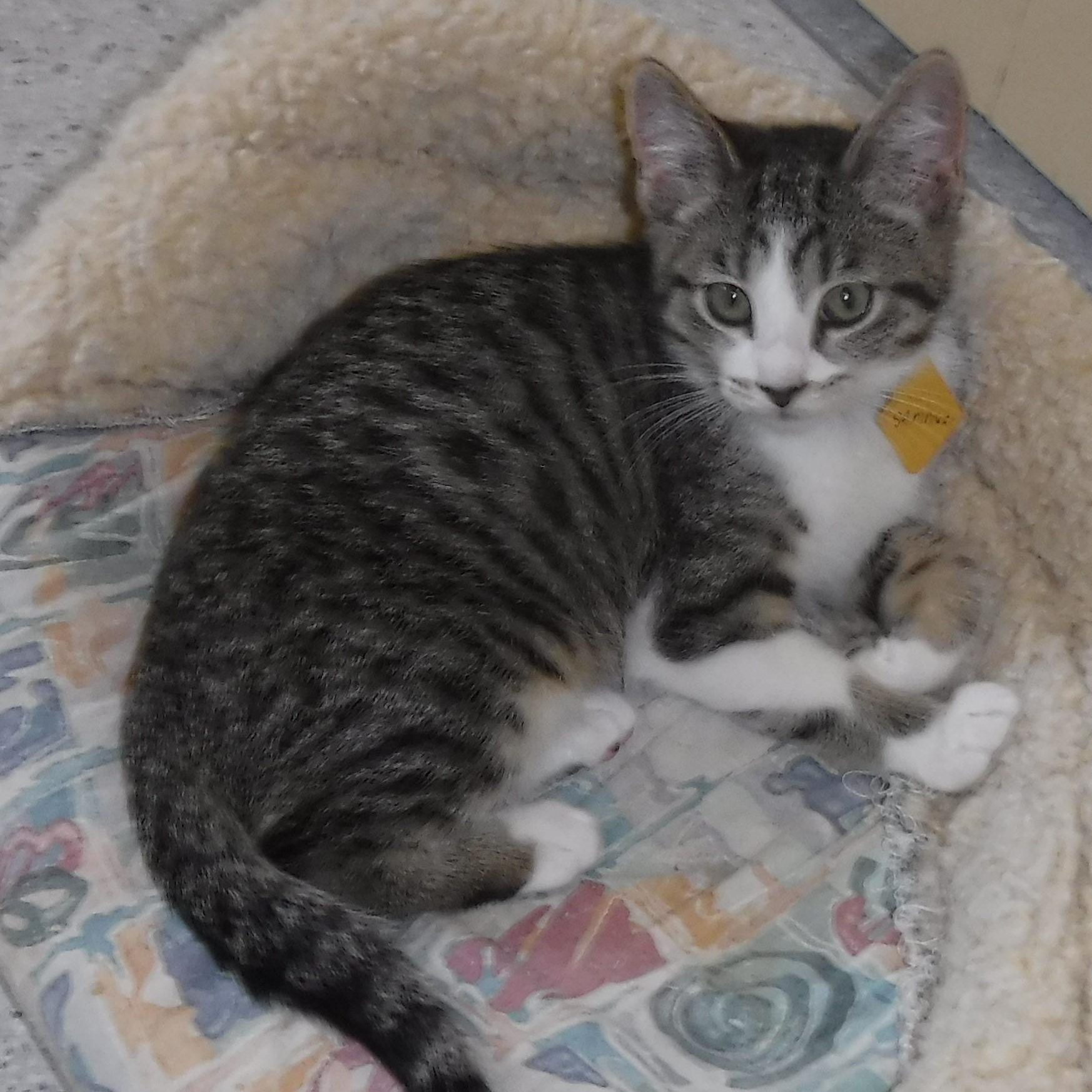 Sammie - Adorable, a ADOPTABLE Tabby in Hoquiam, WA image 4/6