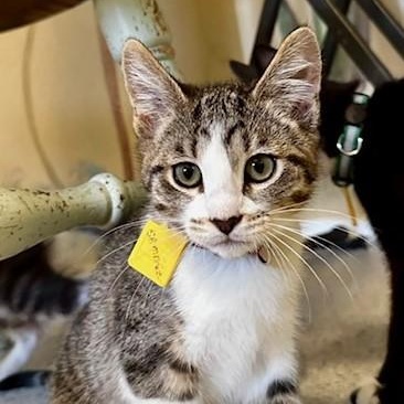 Sammie - Adorable, a ADOPTABLE Tabby in Hoquiam, WA image 6/6