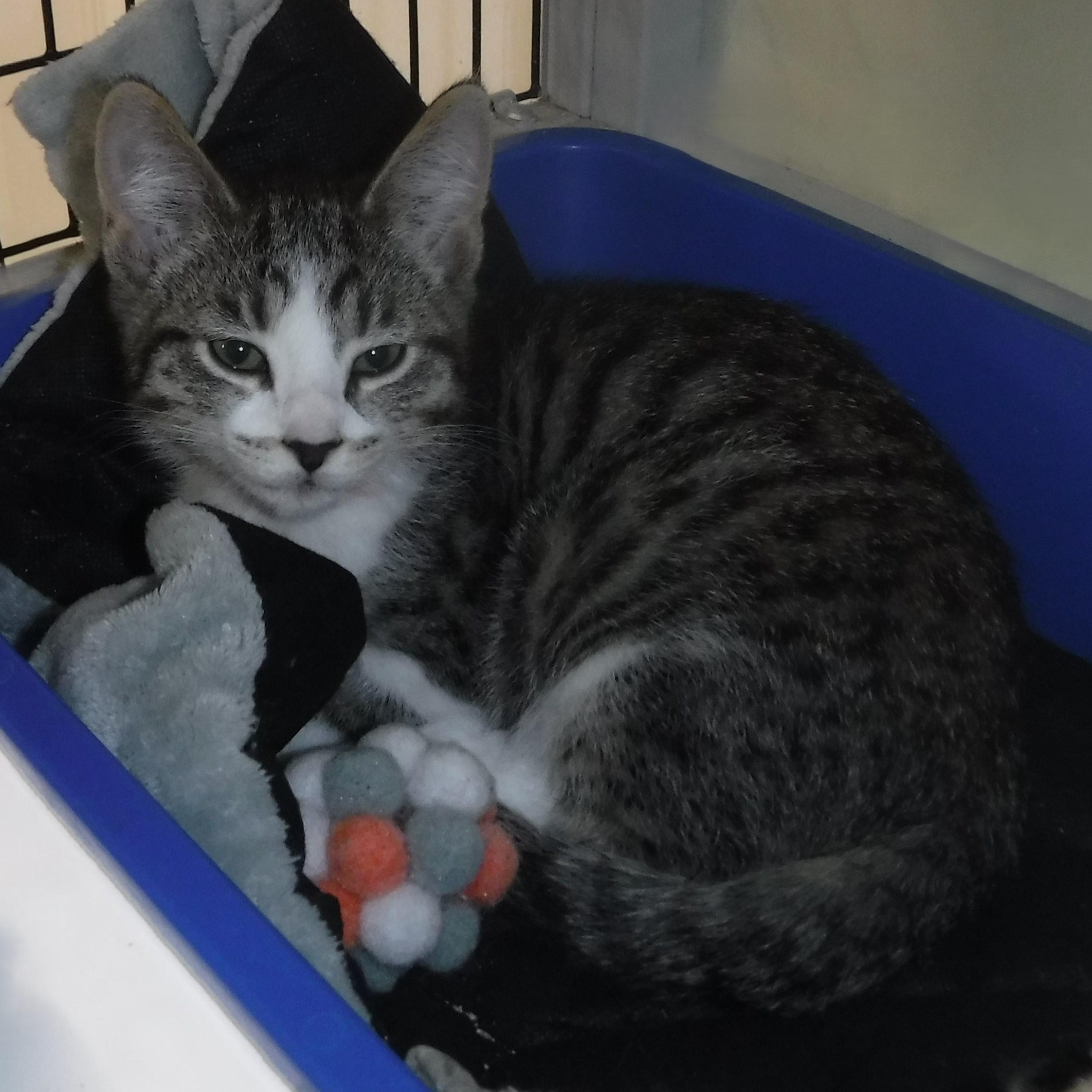 Sammie - Adorable, a ADOPTABLE Tabby in Hoquiam, WA image 3/6